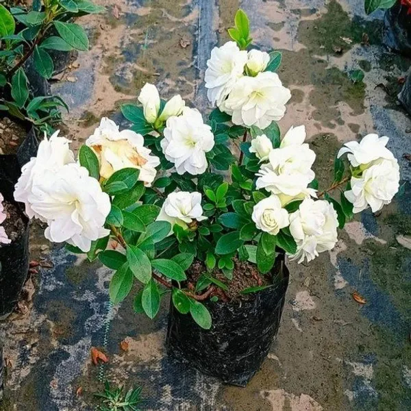 Azalea_Flower_Plant_White