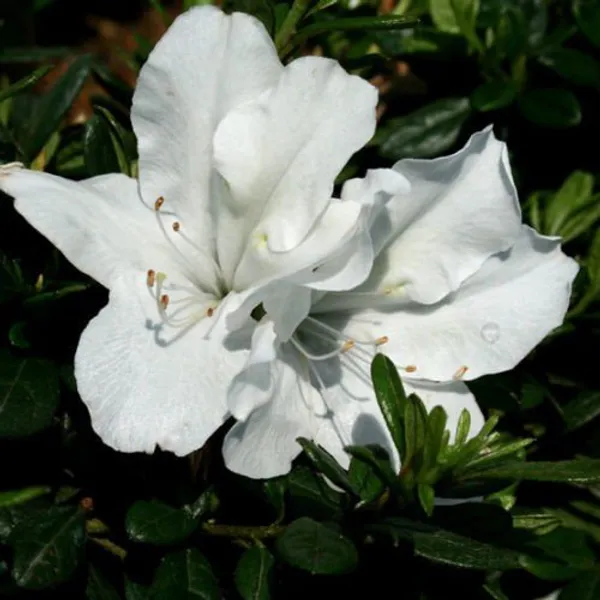 Azalea_Flower_Plant_White