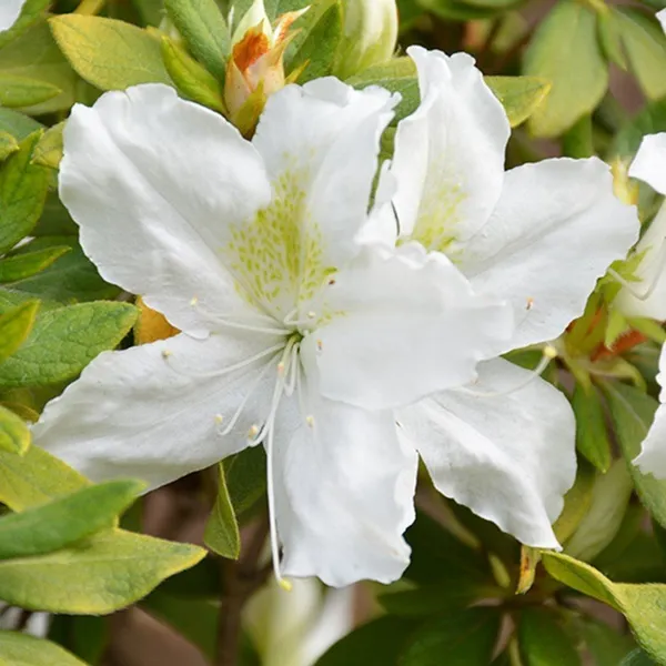 Azalea_Flower_Plant_White