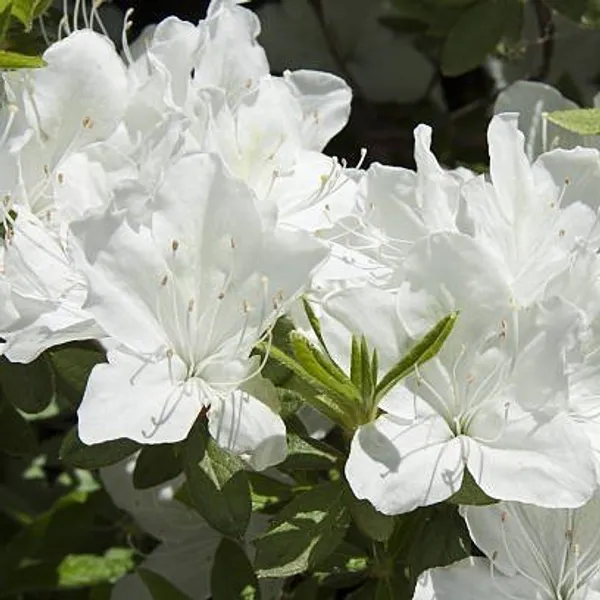 Azalea_Flower_Plant_White