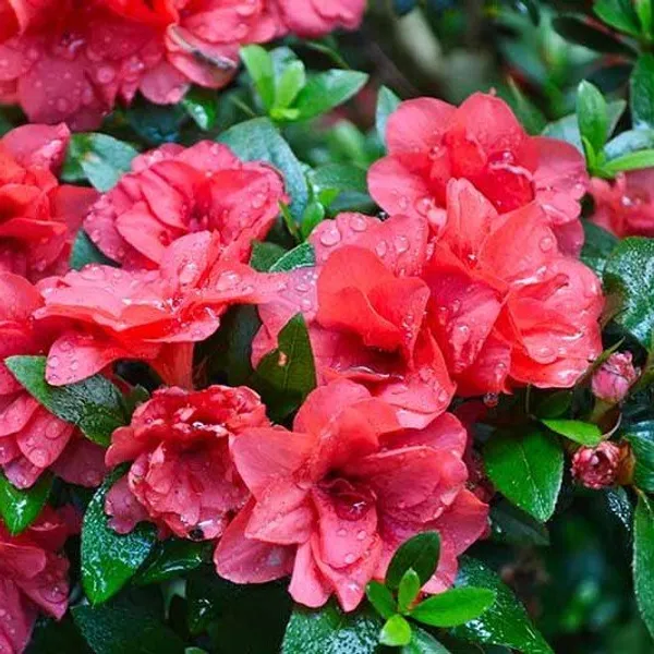 Azalea_Flower_Plant_Red