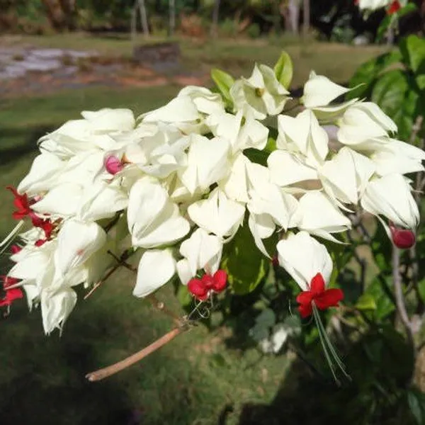 Bleeding_Heart_Vine_Flower_Plant_White