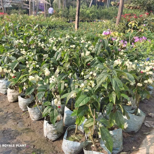 Bleeding_Heart_Vine_Flower_Plant_White