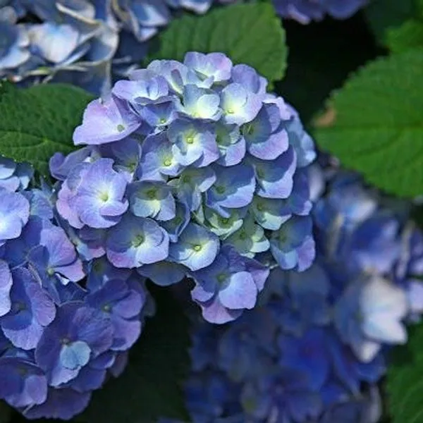 Hybrid_Hydrangea_Flower_Plant_Blue