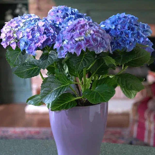 Hybrid_Hydrangea_Flower_Plant_Blue