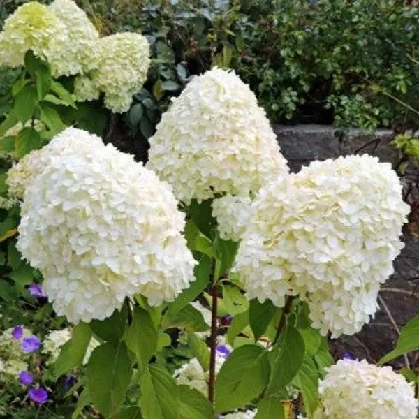 Hybrid_Hydrangea_Flower_Plant_White