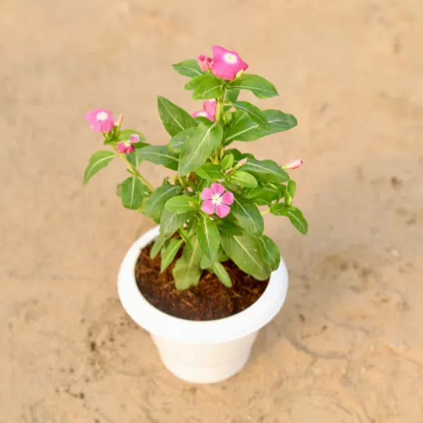 Vinca_Sadabahar_Flower_Plantpurple_Purple