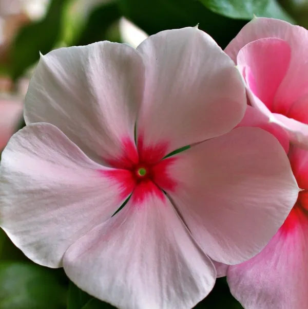 Vinca_Sadabahar_Flower_Plant_Pink