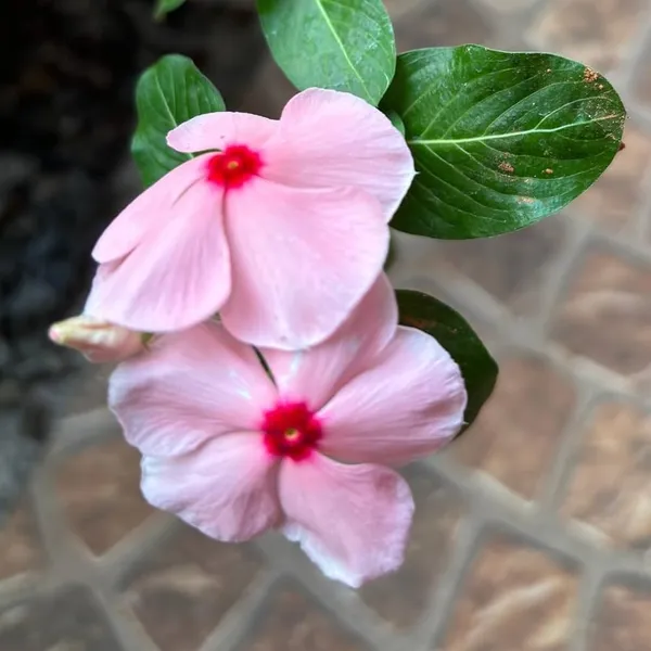 Vinca_Sadabahar_Flower_Plant_Pink