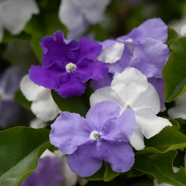 Yesterday_Today_And_Tomorrow_Flower_Plant_(Brunfelsia_Latifolia)
