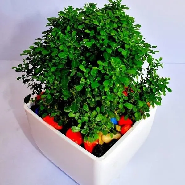 Table_Top_Kamini_Live_Plant