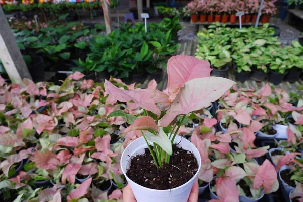 Syngonium_Indoor_Plant_Pink