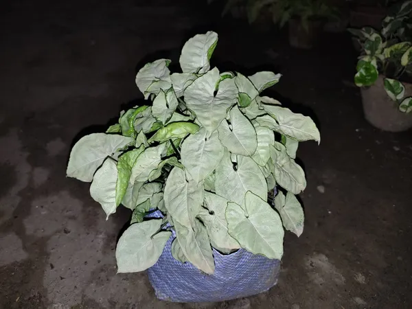 Syngonium_Plant_White