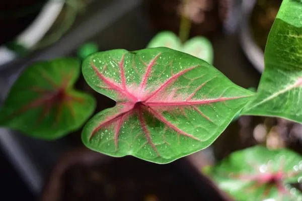 Caladium_Bi-colour_Syngonium_Plant