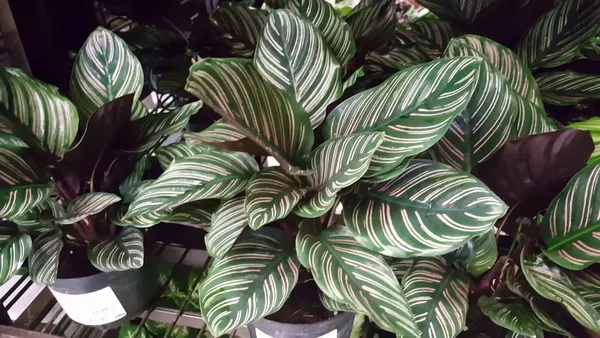 Calathea_Indoor_Live_Plant