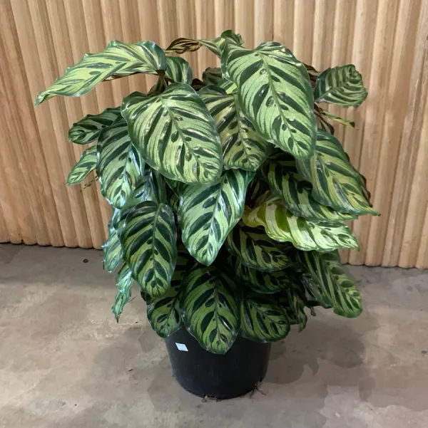 Calathea_Indoor_Live_Plant