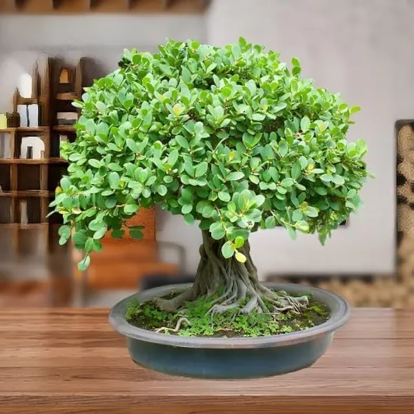 Grafted_Chinise_Banyan_Tree_(Chaina_Bot)