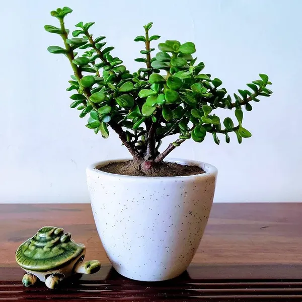 Jade_Plant