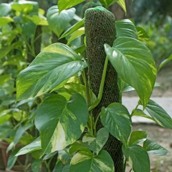 Money_Plant