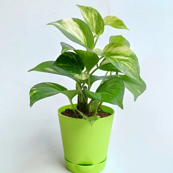 Money_Plant