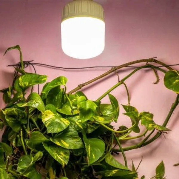 Money_Plant