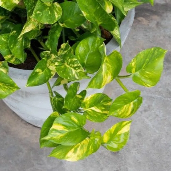 Money_Plant