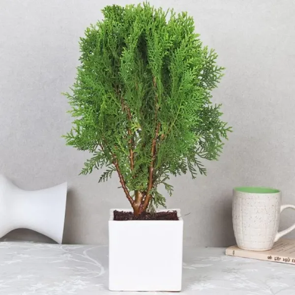 Oriental_Arbor_Live__Plant