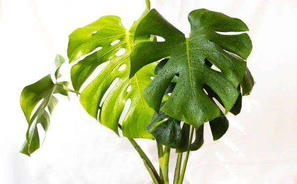 Philodendron_Plant
