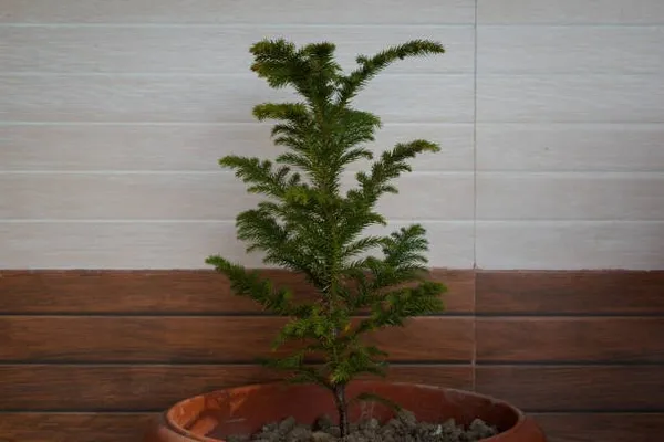 Pine_Plant