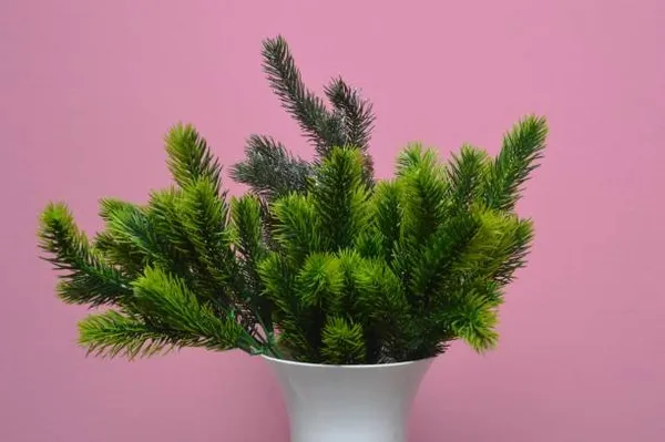 Pine_Plant