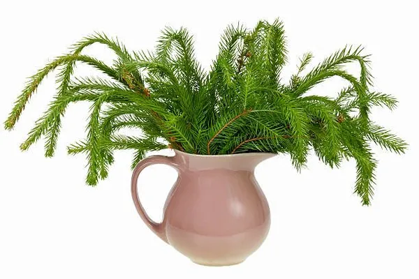 Pine_Plant