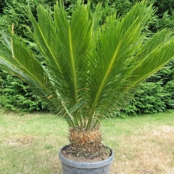 Cycus_Plam_Plant