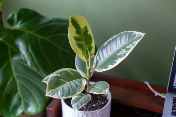 Verigated_Rubber_Plant