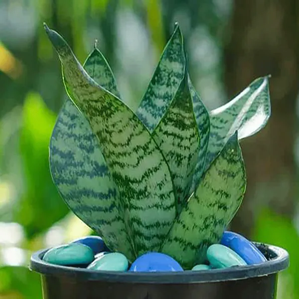 Snake_Plant_(Small_Size)