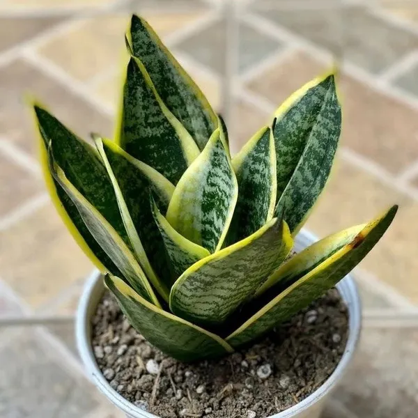 Snake_Plant_(Small_Size)