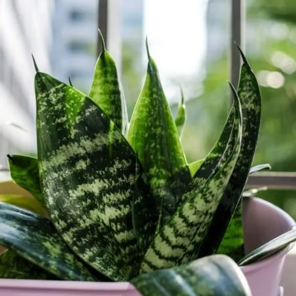 Snake_Plant_(Small_Size)