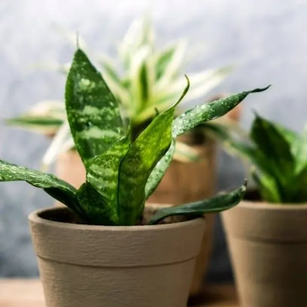 Snake_Plant_(Small_Size)