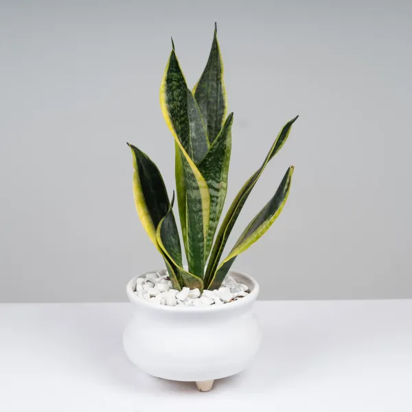 Snake_Plant_(Medium_Size)