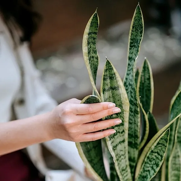 Snake_Plant_(Medium_Size)