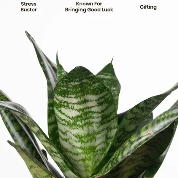 Snake_Plant_(Medium_Size)