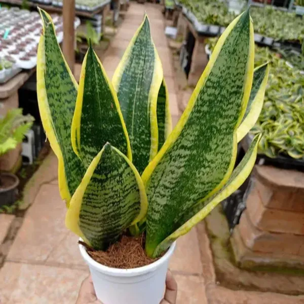 Snake_Plant_(Medium_Size)