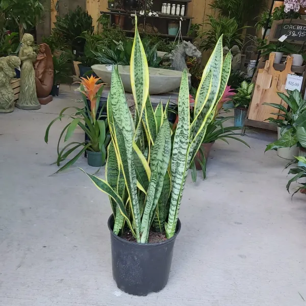 Snake_Plant_(Large_One)