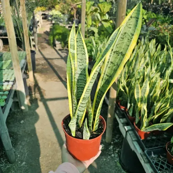 Snake_Plant_(Large_One)