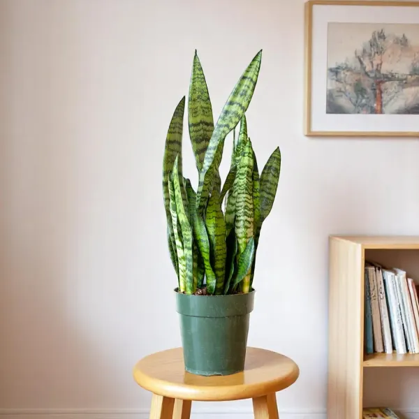 Snake_Plant_(Large_One)