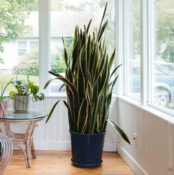 Snake_Plant_(Large_One)