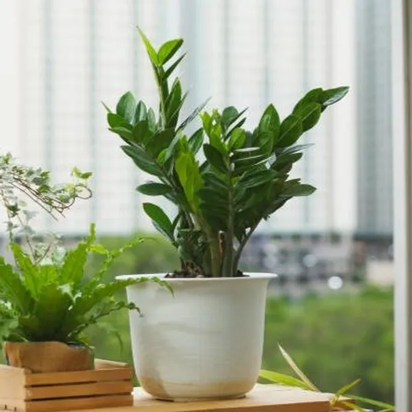 Zz_Indoor_Live_Plant