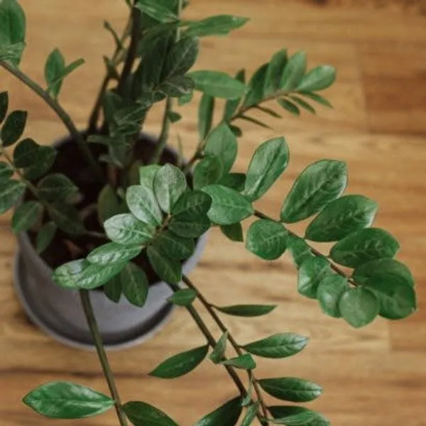 Zz_Indoor_Live_Plant