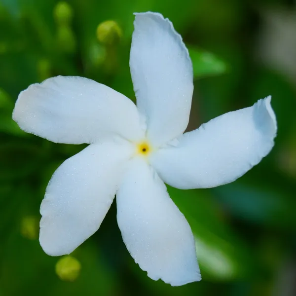 Indian_Jasmine_Flower_Plant_White