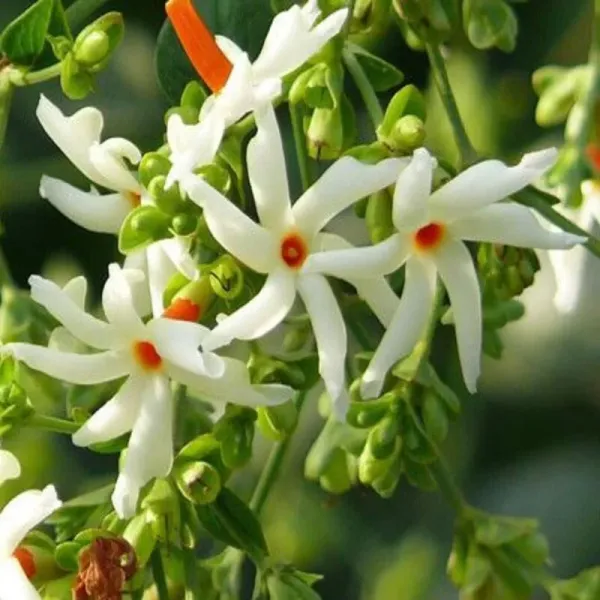 Alltime_Parijat_Night_Blooming_Jasmine_Flower_Plant