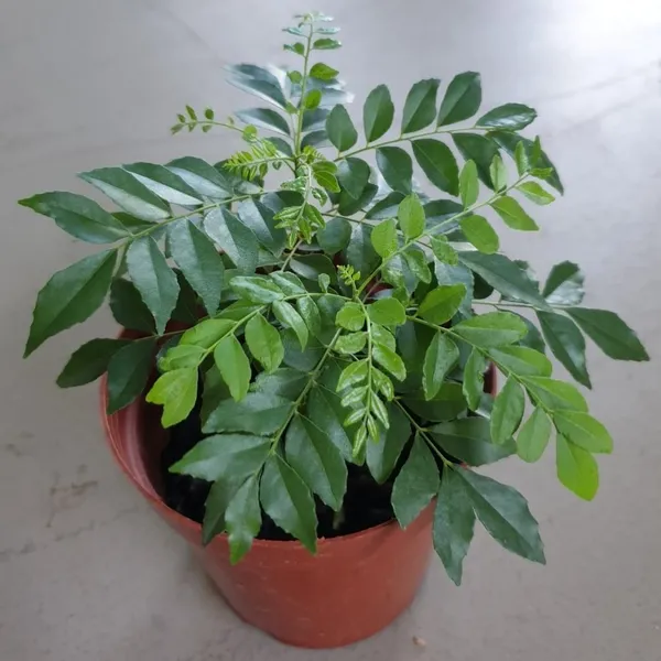Curry_Leaves_Live_Plant